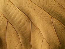 Dry Brown Leaves Texture ( Teak Leaves )