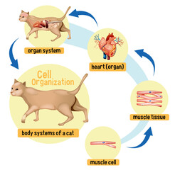 Sticker - Diagram showing cell organization in a cat