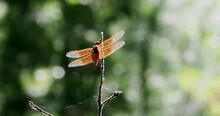 Red Dragonfly Perched On Stick 