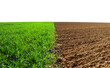 Green wheat and plowed field isolated on a white background. Agriculture theme.