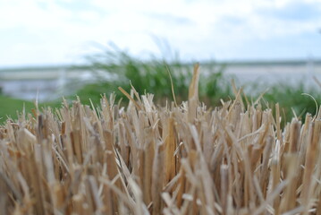 reeds in the wind