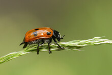 A Four Spotted Leaf Beetle, Clytra Quadripunctata, On Grass Seeds In A Woodland Clearing.