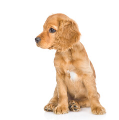 Aufkleber - English Cocker Spaniel puppy sits and looks away. isolated on white background