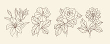 Collection Of Hand Drawn Lily, Hibiscus, Rose, Dahlia