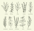 Collection of hand drawn provence herbs. Set of sketch spices. 