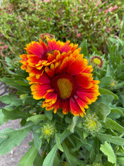 Wall Mural - Close-up view of two potted blanket flower (gaillardia) blossoms in an outdoor flower market