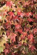 Close Up Of Wall Of Red Maple Leaves In Autumn