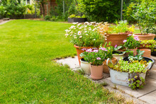 Pottet Flowers, Plants, Vegetable And Herbs On Terrace Or Pation With Green Lawn