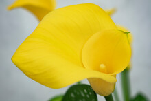 Yellow Calla Lily Flower On Light Background