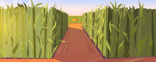 Cornfield Day Landscape With Wooden Road Pointers And High Green Plants. Choice Of Way Concept With Signposts Pointing On Path Fork. Labyrinth, Maze, Choosing Direction, Cartoon Vector Illustration