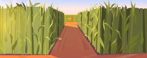 Cornfield day landscape with wooden road pointers and high green plants. Choice of way concept with signposts pointing on path fork. Labyrinth, maze, choosing direction, Cartoon vector illustration