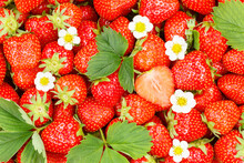 Strawberries Berries Fruits Strawberry Berry Fruit With Leaves And Blossoms Sliced Background