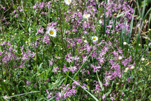 A Meadow Poster Of Ragged Robin Flowers