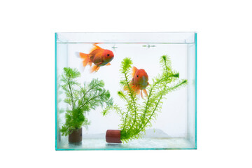 Wall Mural - aquarium with fish and waterplants isolated on a white background.
