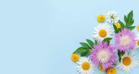 Wall Mural - Various colorful garden flowers over blue background