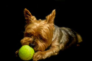 Poster - Portrait of yorkshire playing with ball on black background.