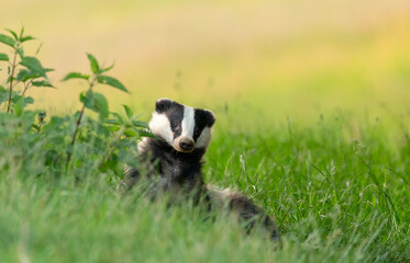 Badger, Scientific name: Meles Meles.  Wild, native, Eurasian badger relaxing and grooming in a summer's meadow with a field of yellow buttercups in the background.  Space for copy.  Horizontal.