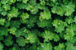 © Elias A. Gustafsson - Leaves with water drops on them