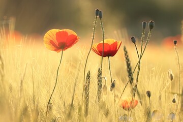 Fotomurales - Poppies in the field at sunset