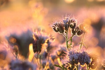 Wall Mural - Lacy phacelia in the field during sunrise