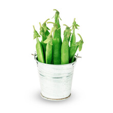 Pods Of Green Peas In A Bucket Isolated On White. Herbaceous Plants Of The Legume Family