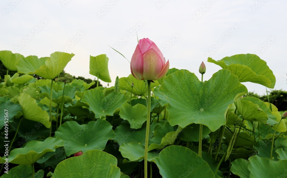ふんわり癒しの蓮の花 つぼみ 梅雨 風景 Wall Mural Green7