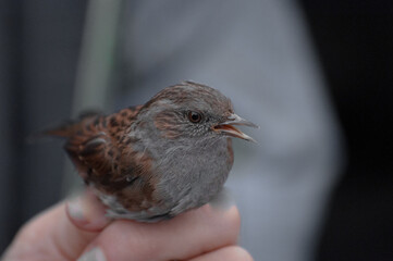 Poster - Close-up of a dunnock in a bird ringing