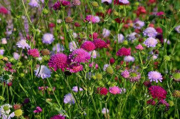 perennial beds in street plantings. Variegated rich stands of prairie hardy flowers blooming profusely like a meadow. concrete interlocking sidewalks in gray