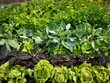 Vegetable garden, cabbage, kale, radish, purple cabbage, lettuce.