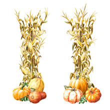 Autumn Decoration Made Of Dried Corn Stalks And Ripe Pumpkins Set,  Hand Drawn Watercolor Illustration  Isolated On White Background