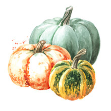Fresh Ripe Colorful Pumpkins Or Squash. Watercolor Hand Drawn Illustration Isolated  On White Background