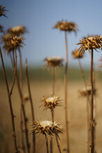 Closeup Shot Of Dry Withered Thistle Flowers In A Field