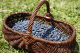 Jagoda kamczacka w koszu wiklinowym na trawie