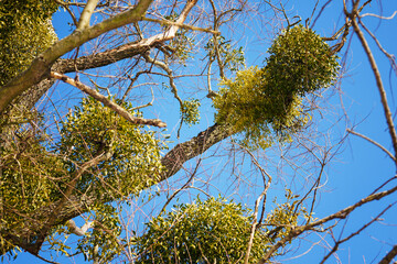 Sticker - Mistletoe with balls on a tree in nature.