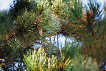 Sticker - Pine cone on a tree.