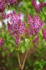 Canvas Print - Lilac bush grow in spring sunny day.