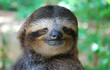 Smiling sloth