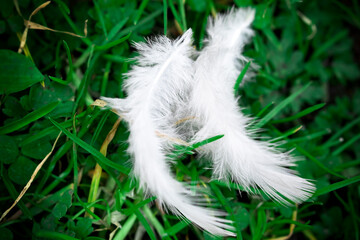 Two white feathers from the bird lying on the grass