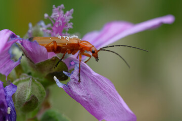 Common red soldier beetle or Bloodsucker beetle or Hogweed Bonking Beetle (Rhagonycha fulva)