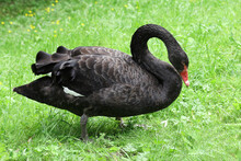 Black Swan Grazing On Grass