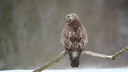 Fototapete - Rough-legged buzzard ( Buteo lagopus ) in winter scenery