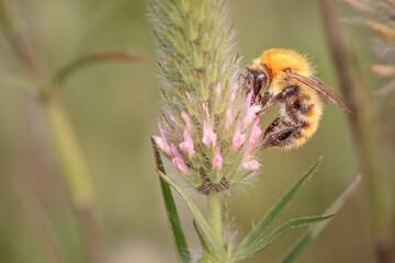 Canvas Print - Macro of a bee sucking pollen