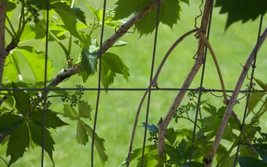 summer of garden tree branches