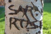 Carved Name On The Tree