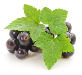 Wall Mural - Black currants isolated.