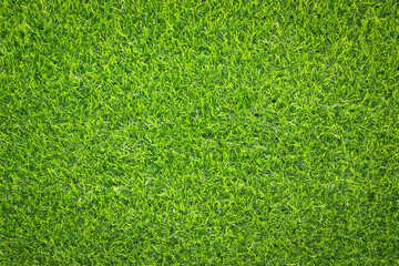 Canvas Print - top view green grass texture for background