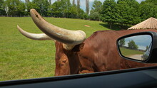 Watusi Cattle Close To The Car In Safari Park In Dvůr Králové Nad Labem, Eastern Bohemia, Czech Republic, Europe
