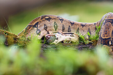 Poster - The boa constrictor (Boa constrictor), also called the red-tailed or the common boa, with prey caught on an old branch. Big boa with a caught rat by the water.