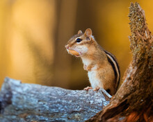 Closeup Of A Wild Chipmunk Outdoors Eating Peanuts