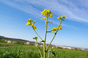 Canvas Print - Rapeseed flower against the sky